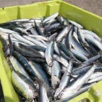 Vitamina D para prevención de caídas en la tercera edad