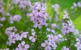 Plantas medicinales y remedios naturales