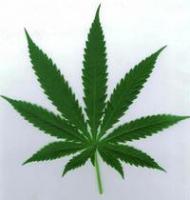 El cannabis aumenta el riesgo de psicosis en jóvenes