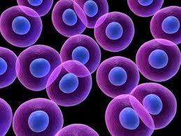 Investigadores de células madre reciben Nobel Medicina 2012