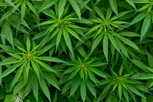 ¿Qué efectos tiene el consumo de cannabis en el organismo?