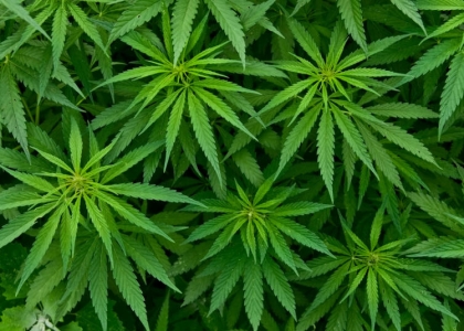 ¿Qué efectos tiene el consumo de cannabis en el organismo?