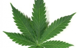 CANNABIS