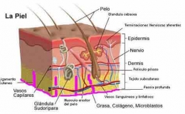 La liposucción